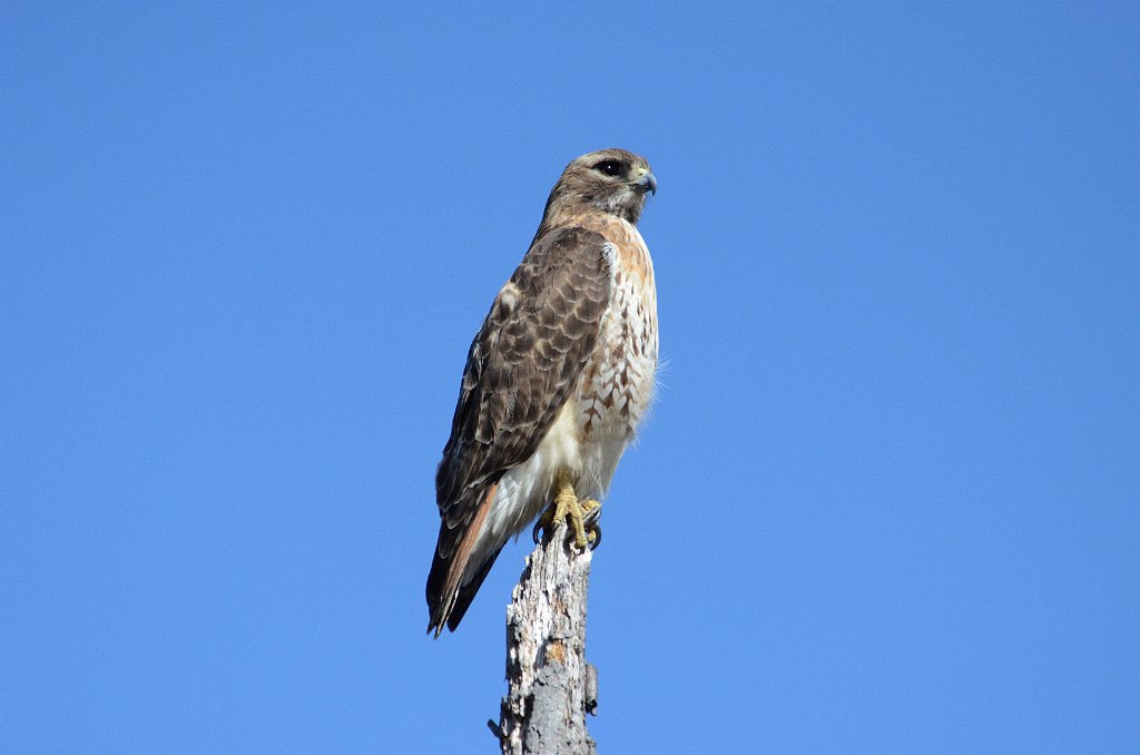 Hawk, Red-tailed, 2013-04306548 Broad Meadow Brook, MA.JPG - Red-tailed Hawk. Broad Meadow Brook Wildlife Sanctuary, MA, 4-30-2013